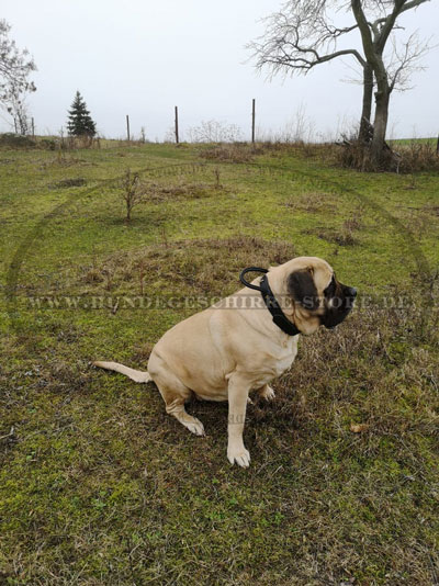 Old English Mastiff Halsband kaufen